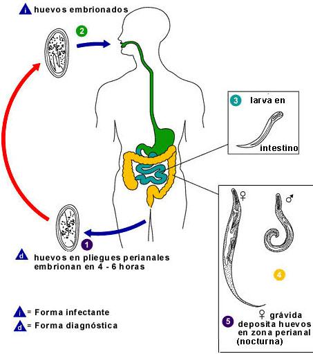 Enterobiasis reproduccion, Viermi cum să vezi, Enterobiasis como se transmite